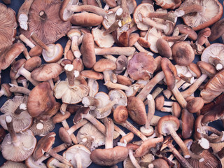 Background of fresh mushrooms