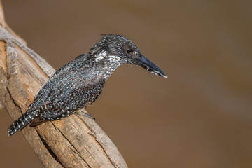 Giant Kingfisher (Ceryle maxima)