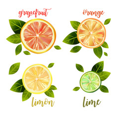 Vector mixed citrus set.