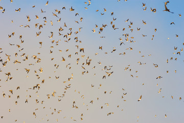 Flock of birds. Swifts flying under foggy sky. Summer sunny morning