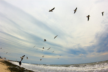 Autumn seascape. Man walks on sandy beach in stormy weather. Flock of seagulls flying under cloudy sky. Dramatic cold sea