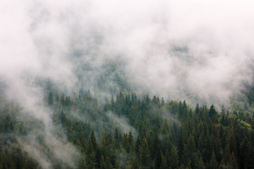 Fototapety  Letni krajobraz górski. Zielony las pod białymi chmurami po deszczu. Podróżowanie po Karpatach na Ukrainie