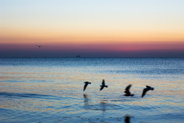 Autumn seascape at dawn. Flock of seagulls flying over blue sea. Silhouette of birds in flight. Beautiful morning colors