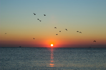 Autumn seascape at dawn. Flock of seagulls flying over blue sea. Silhouette of birds in flight....