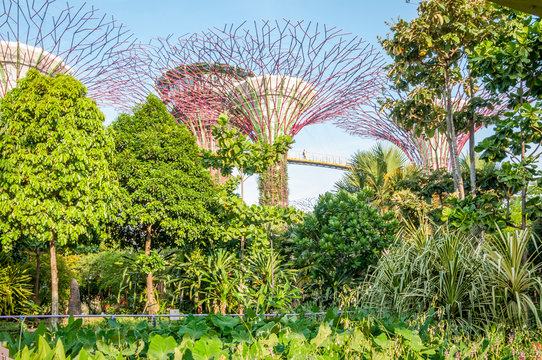 Jardins de Singapour