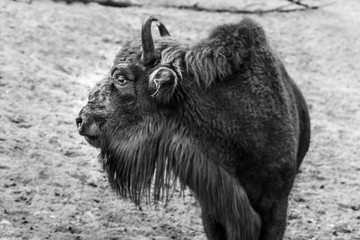 Black and white bison - 179603315