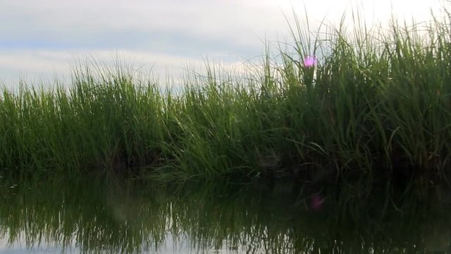 Gentle kayak ride drifting alongside tall seagrass in salt water marsh on Cape Cod