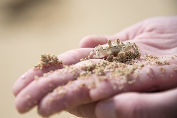 ghost crab being held