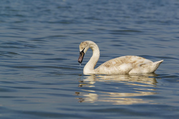Young mute Swan (lat. Cygnus olor) with a wet beak