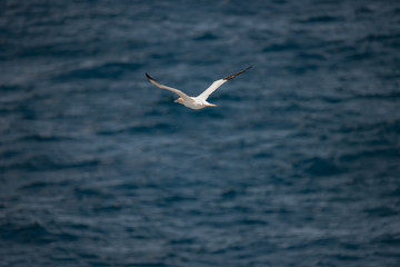 Fototapeta na wymiar Flying Northern Gannet in Atlantic ocean following a boat