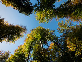 Baumkronen vor blauem Himmel