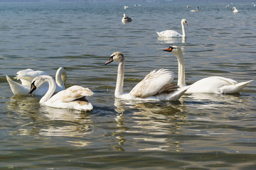 Mixed-age flock of swans mute (lat. Cygnus olor) is a bird of the duck family - wintering in the Black sea