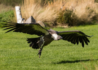 Vulture landing.