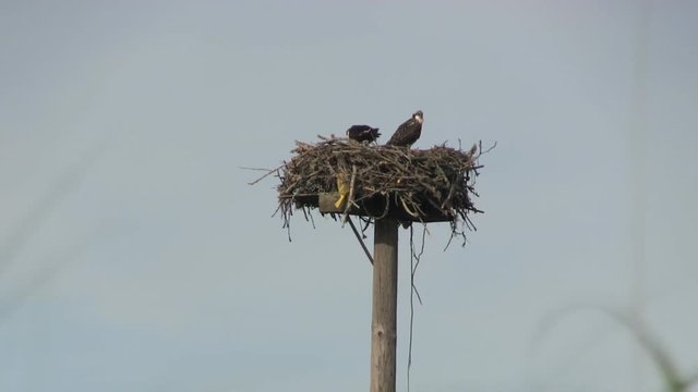 Gentle kayak ride in salt water estuary marsh reveals nesting osprey on Cape Cod