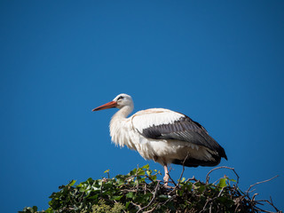 Fototapeta premium Storch im Nest nah