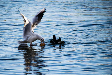 Seagull taking bread from a moorhen