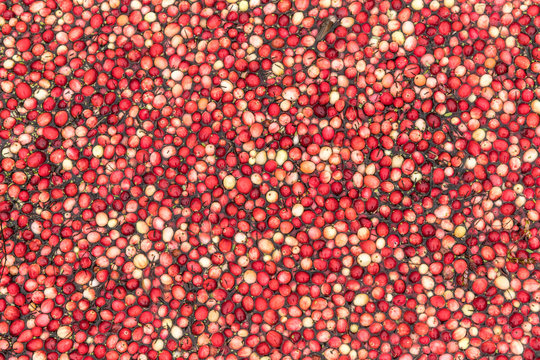 Cranberries floating in a bog before harvest