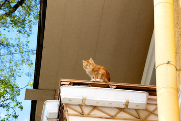 Red cat sitting on the railing on the balcony