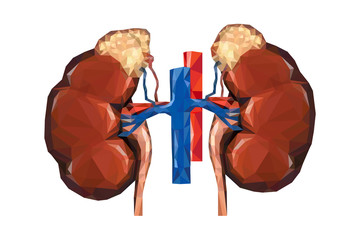 Human low poly kidneys with vein and aorta, suprarenal adrenal gland.