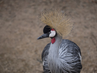 close-up of a crowned crane