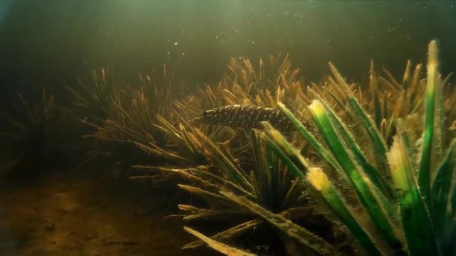 Freshwater fish under water