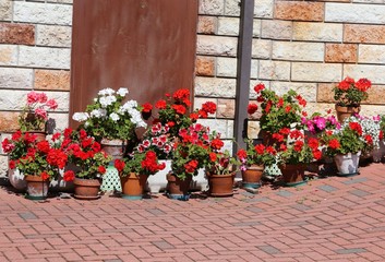 Fototapeta na wymiar courtyard of the house decorated with many geraniums