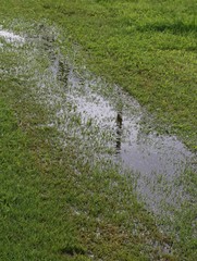 damp soil with water emerging due to the surface aquifers