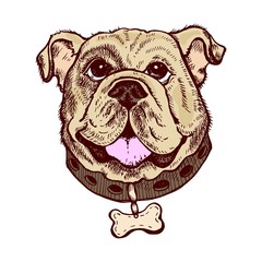 Bulldog portrait. Hand drawn vintage vector.