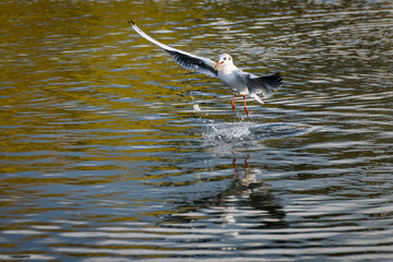 Seagull in flight with a piece of bread in its beak