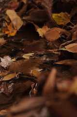 Fototapeta premium Autumn is a great time.