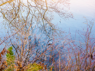 Tree branches touch icy blue surface of water,  with mirror reflection