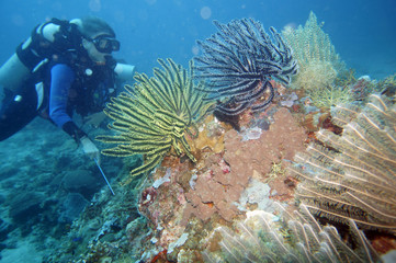 Haarstern, Federstern (Comanthus sp.)