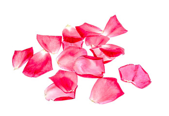Rose petals as background