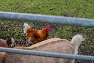 Obraz na płótnie Canvas Chicken walk in farm 