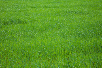 Beautiful Background with fresh green growing grass