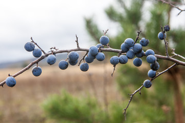 Prunus spinosa, or blackthorn bush