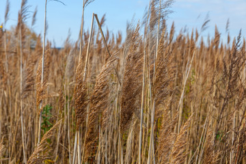 uncultivated agriculture field with wild plants