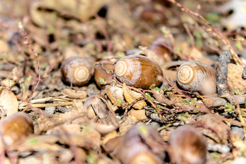 Acorns on the ground as a background