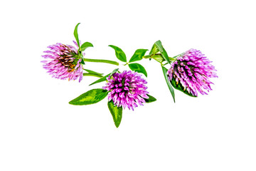 Clover flower on white background