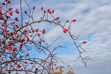 Ripe dogrose berries in fall