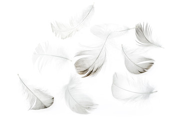 Feathers of birds on a white background as a background