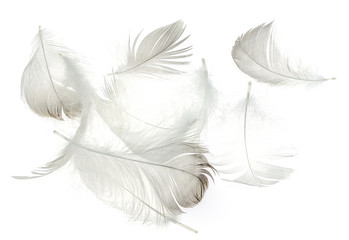 Fototapeta na wymiar Feathers of birds on a white background as a background