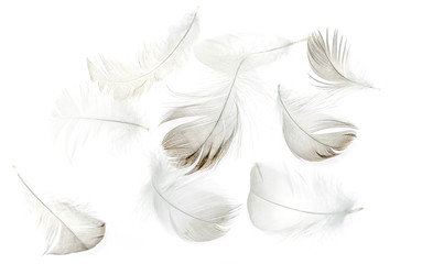 Fototapeta na wymiar Feathers of birds on a white background as a background