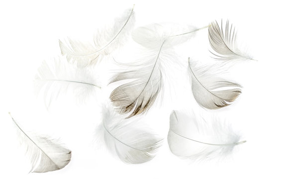 Feathers of birds on a white background as a background