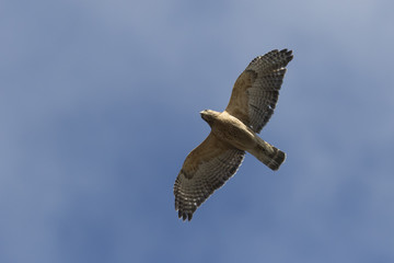 Red-shouldered Hawk in flight