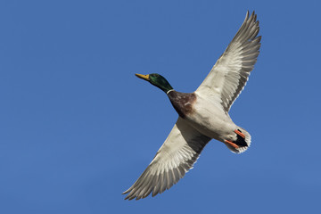 mallard in flight