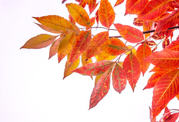 Autumn leaves on a tree against the sky