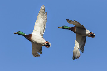 mallard in flight