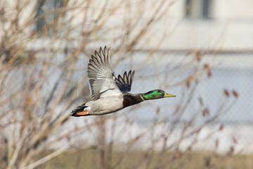 mallard in flight