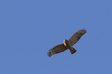 Red-shouldered Hawk in flight